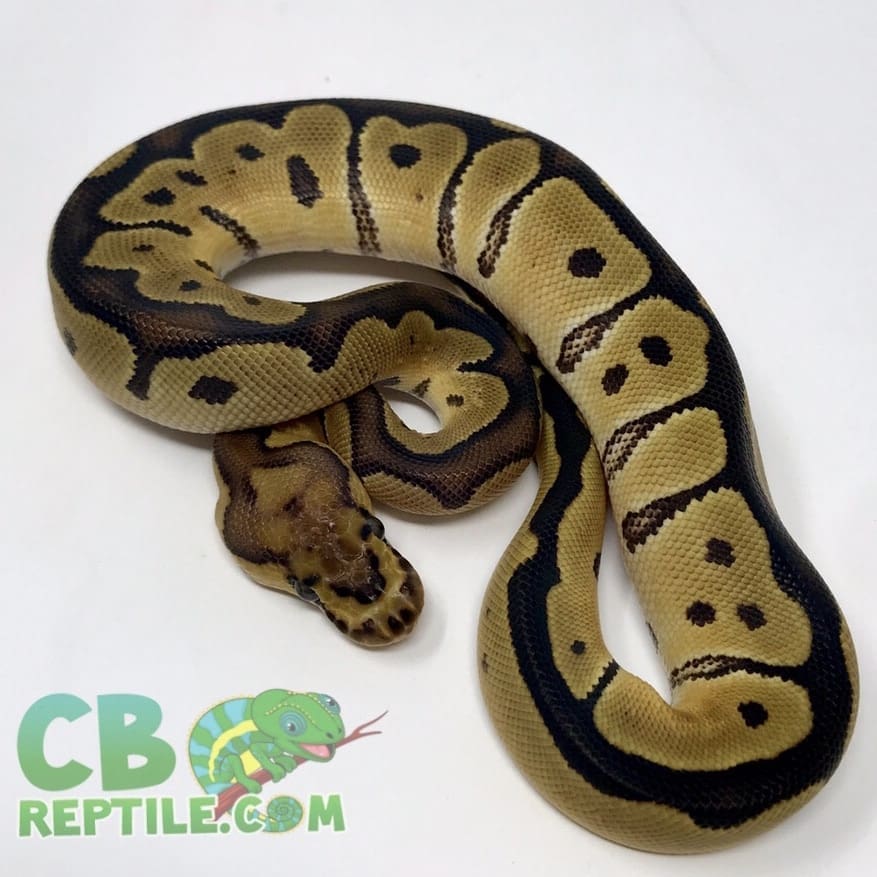 Female Clown ball python for sale buy female clown ball pythons