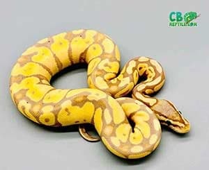 ball python age