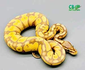 ball python age