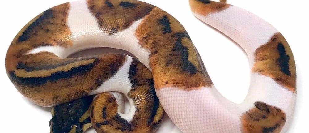 ball python size