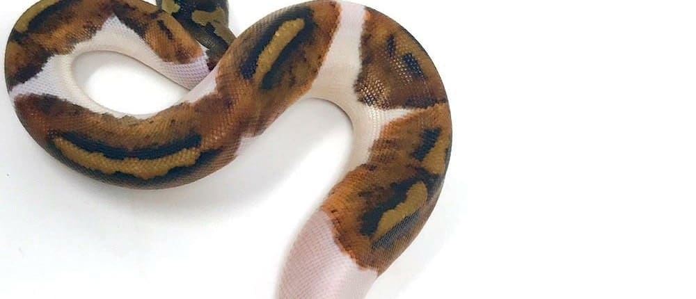 ball python sizing