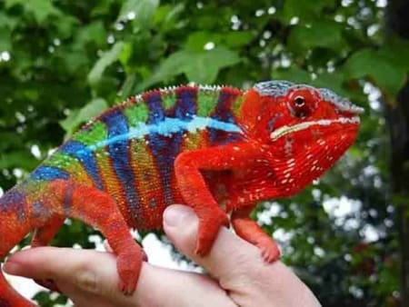 blue bar panther chameleon