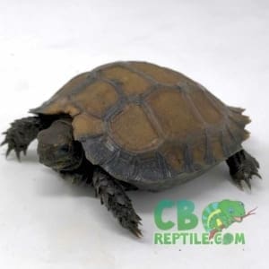 Burmese black mountain tortoise