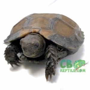 Burmese black tortoise