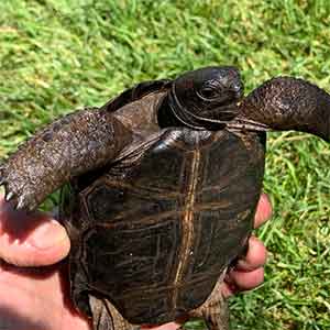 buy tortoise
