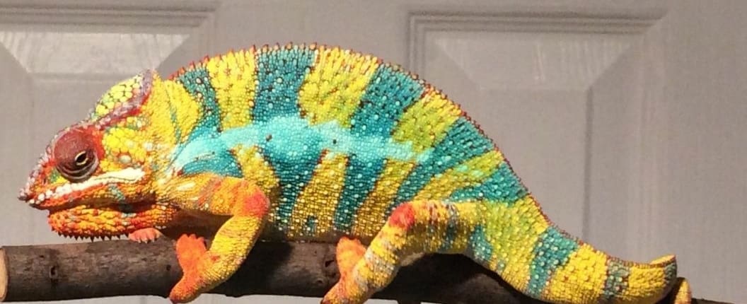 panther chameleon caging