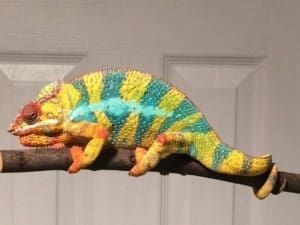 panther chameleon caging