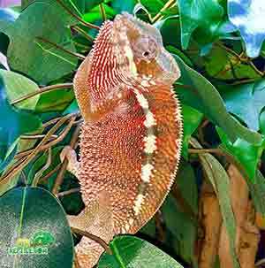 panther chameleon feeding