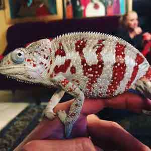 panther chameleon food