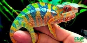 panther chameleon housing