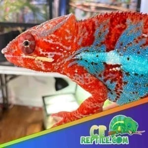 chameleon for sale