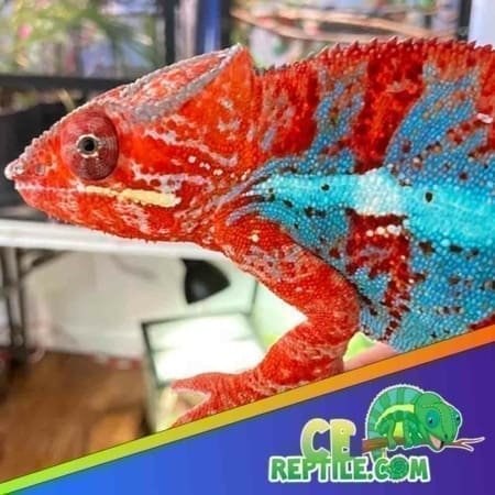 red body blue bar panther chameleon