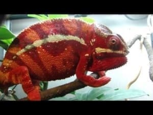 what do panther chameleons eat
