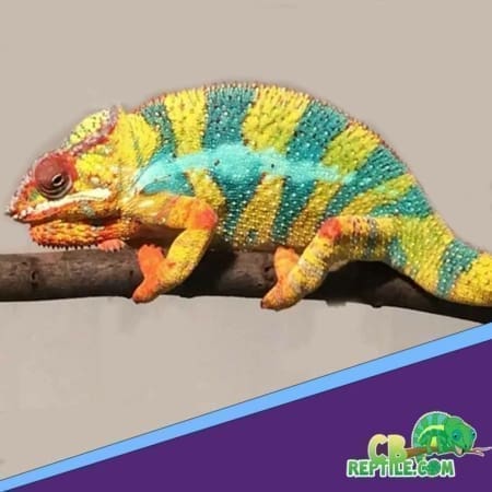yellow body blue bar panther chameleon