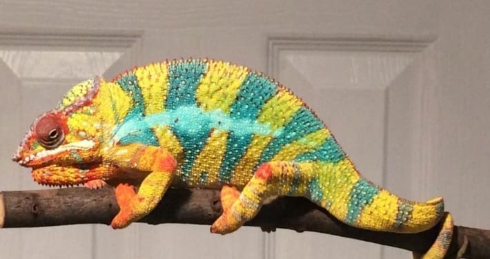 captive bred chameleon chameleon breeder