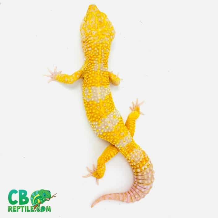 Super Giant leopard geckos for sale | giant leopard gecko breeders