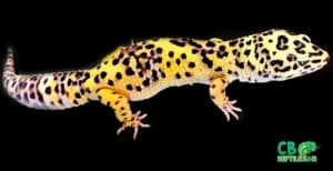 giant leopard geckos for sale