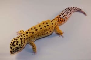 super giant leopard gecko