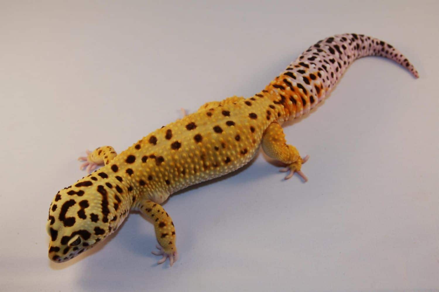 Super Giant leopard geckos for sale giant leopard gecko breeders