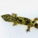 Super Giant leopard geckos for sale | giant leopard gecko breeders