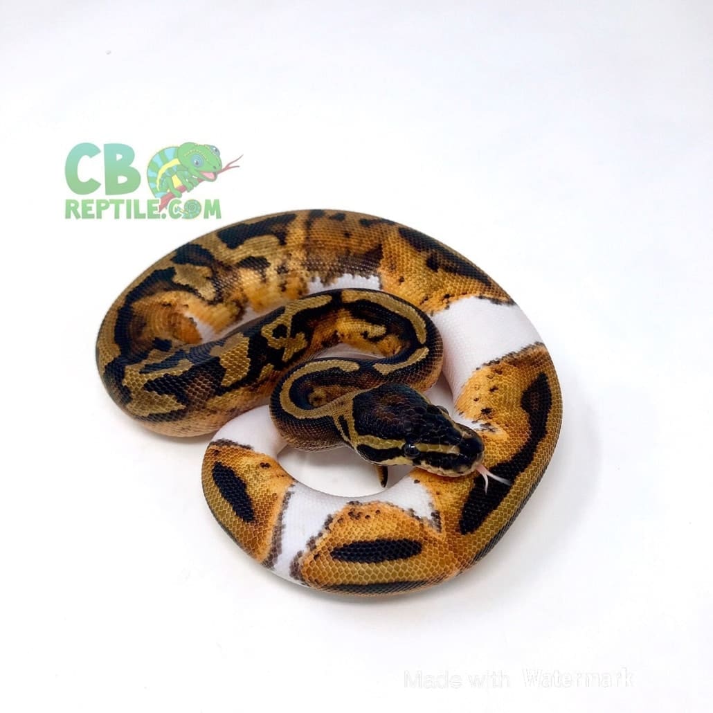 pied ball python morphs