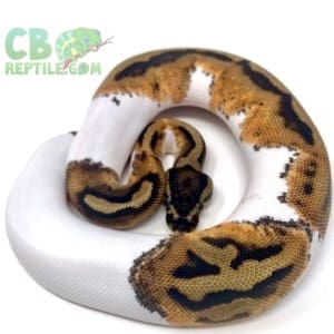 halloween piebald ball python