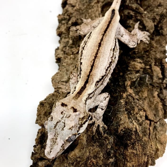 adult female gargoyle gecko for sale female gargoyle geckos for sale
