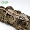 gargoyle gecko for sale