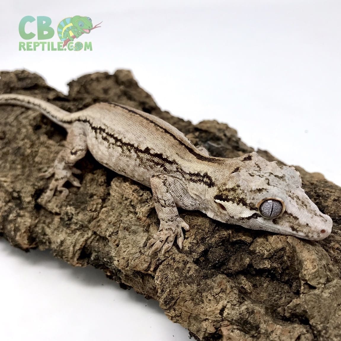 adult female gargoyle gecko for sale female gargoyle geckos for sale