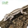 gargoyle gecko