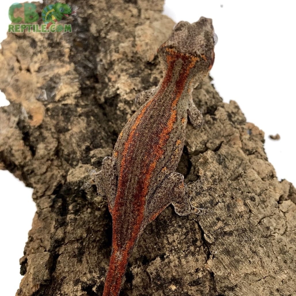 adult female gargoyle gecko for sale female gargoyle geckos for sale