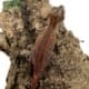 gargoyle gecko for sale