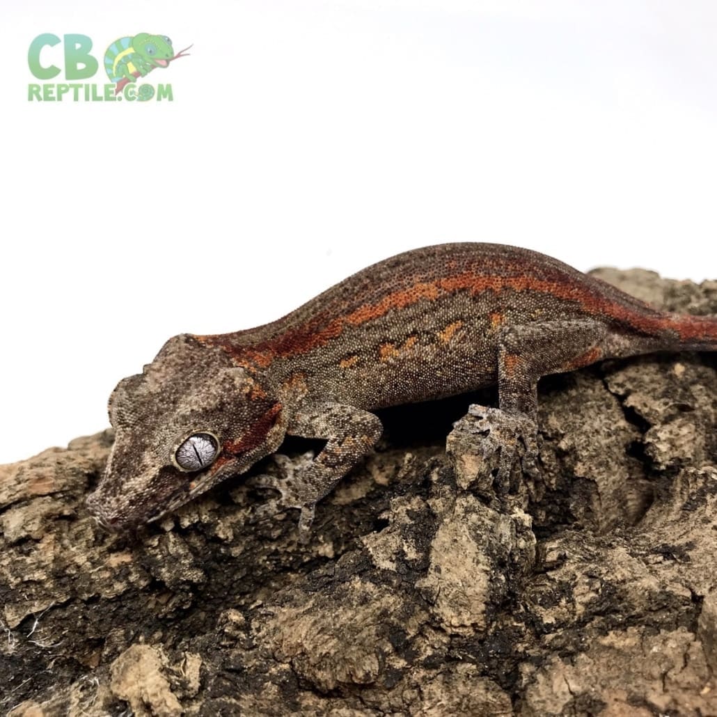 adult female gargoyle gecko for sale female gargoyle geckos for sale