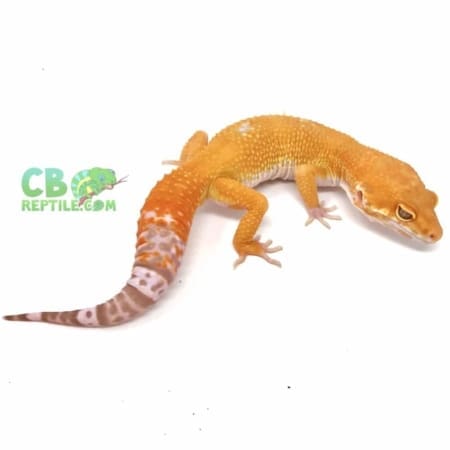 inferno leopard gecko for sale