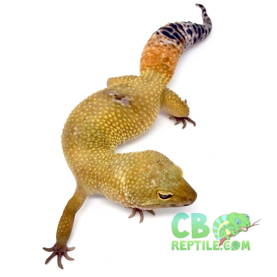 hypo melanistic leopard gecko for sale