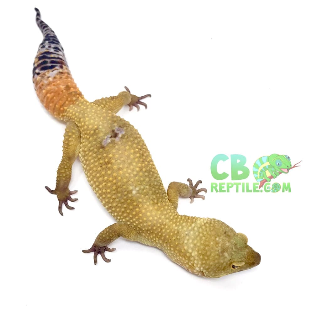 hypo melanistic leopard gecko