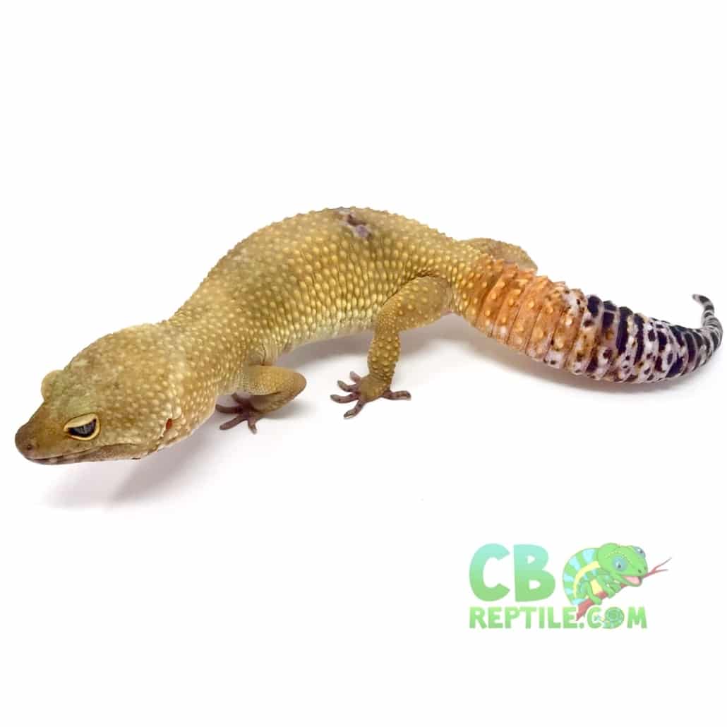 hypo leopard gecko