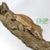 gargoyle gecko for sale