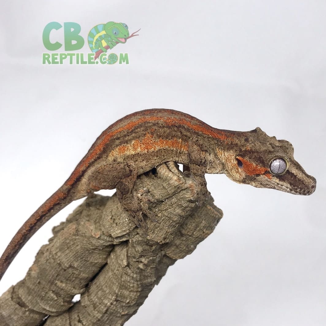 adult female gargoyle gecko for sale female gargoyle geckos for sale