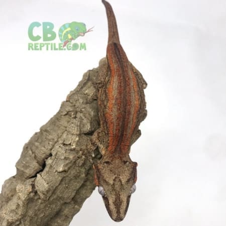 gargoyle geckos for sale