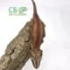 gargoyle geckos for sale