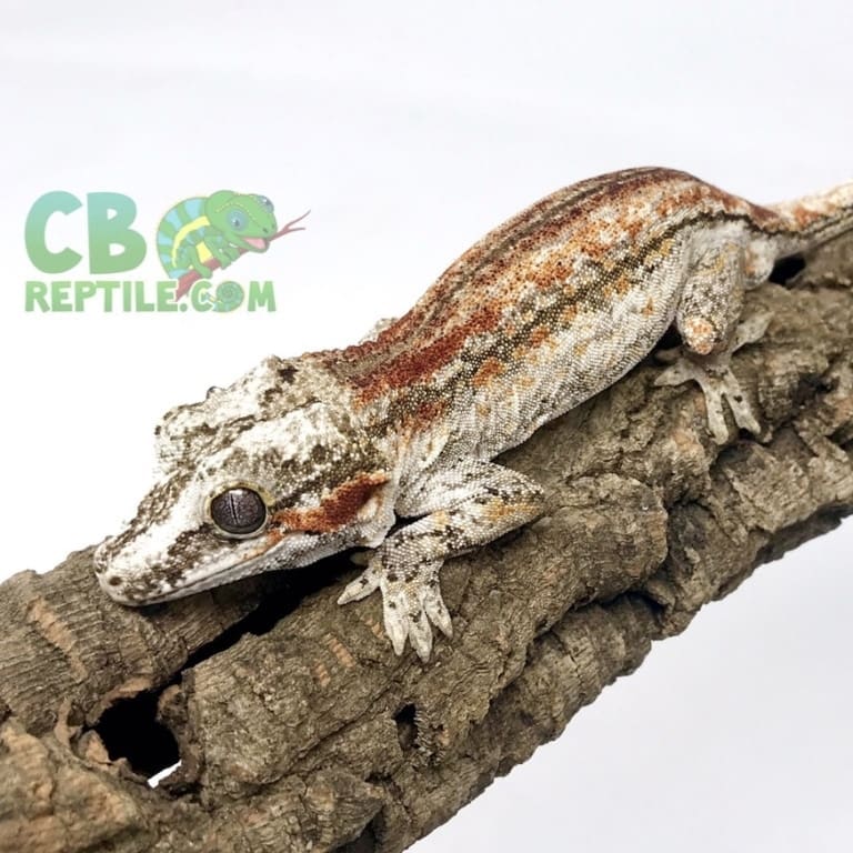 adult female gargoyle gecko for sale female gargoyle geckos for sale