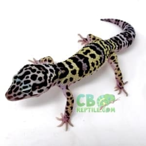 mack snow leopard gecko for sale