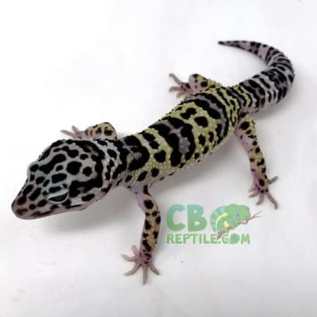 mack snow leopard geckos for sale