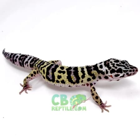 mack snow leopard gecko for sale