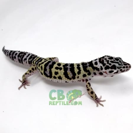 mack snow leopard gecko for sale