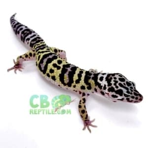 mack snow leopard gecko