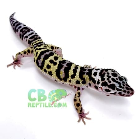 mack snow leopard gecko