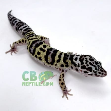 mack snow leopard gecko