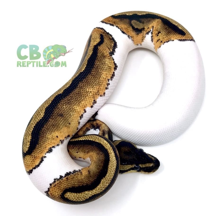 Female Piebald ball python for sale buy female piebald ball pythons